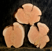 Oregon Juniper for Resin Art or Small Tables (JU9613)