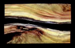 Myrtle Wood Natural Edge Slab (MY6135)