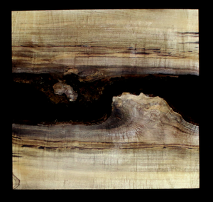 Myrtle Wood Natural Edge Slab (MY6150)