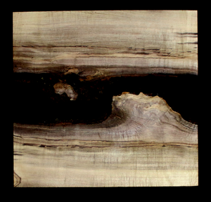Myrtle Wood Natural Edge Slab (MY6150)