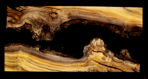 Myrtle Wood Natural Edge Slab (MY6151)