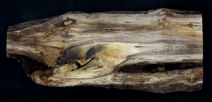 Myrtle Wood Natural Edge Slab (MY6158)