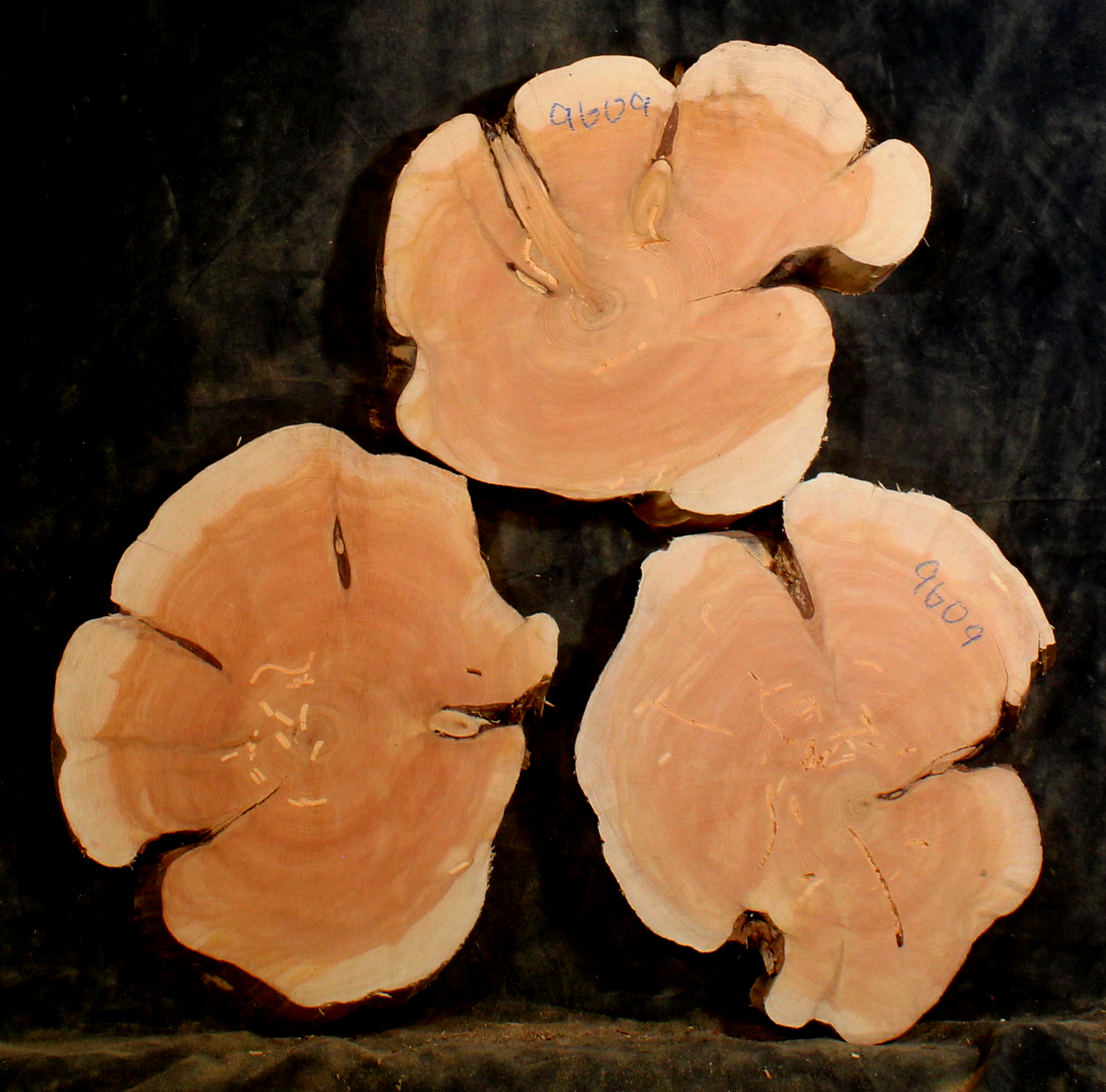 Newly Added Hardwood Slabs