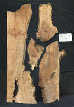 Maple Burl MA2131