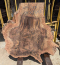 Claro Walnut WA1313