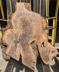Claro Walnut WA1319