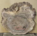 Claro Walnut WA1339