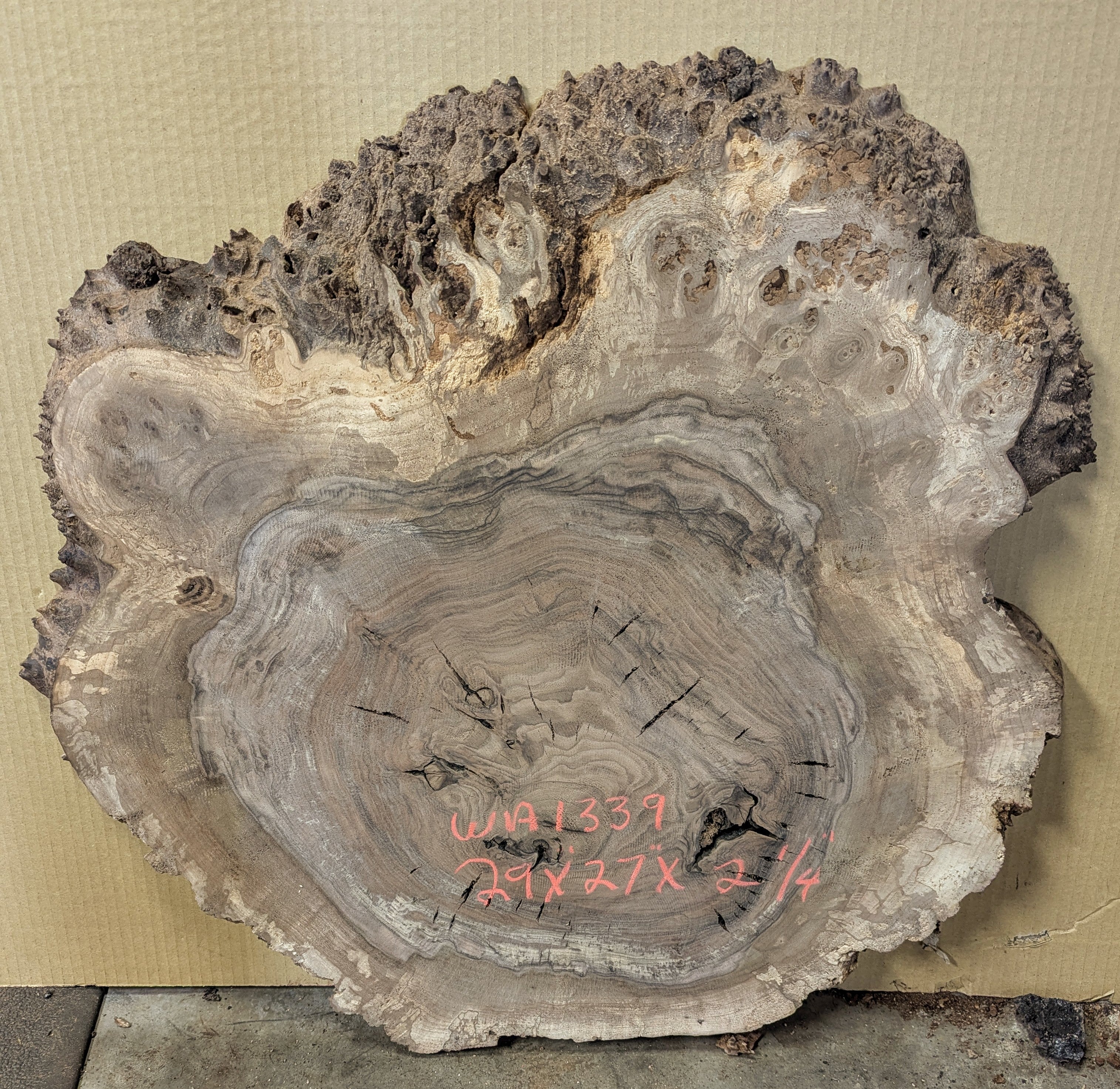 Claro Walnut WA1339