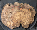 Myrtle Wood Burl MY6240 { Call for shipping quote }