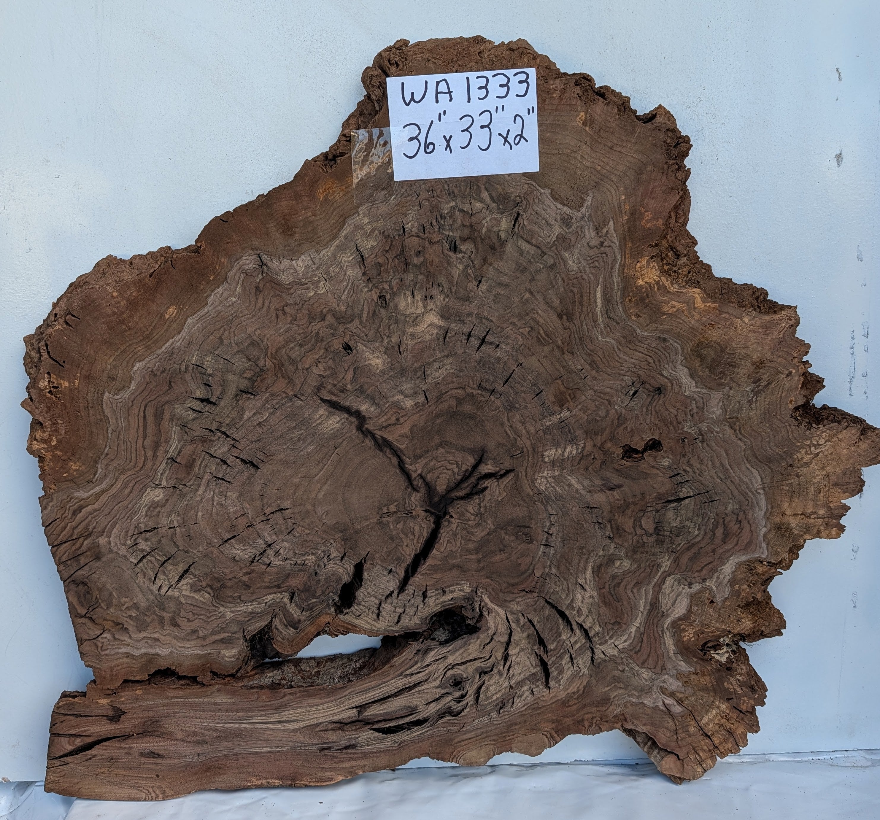 Claro Walnut WA1333