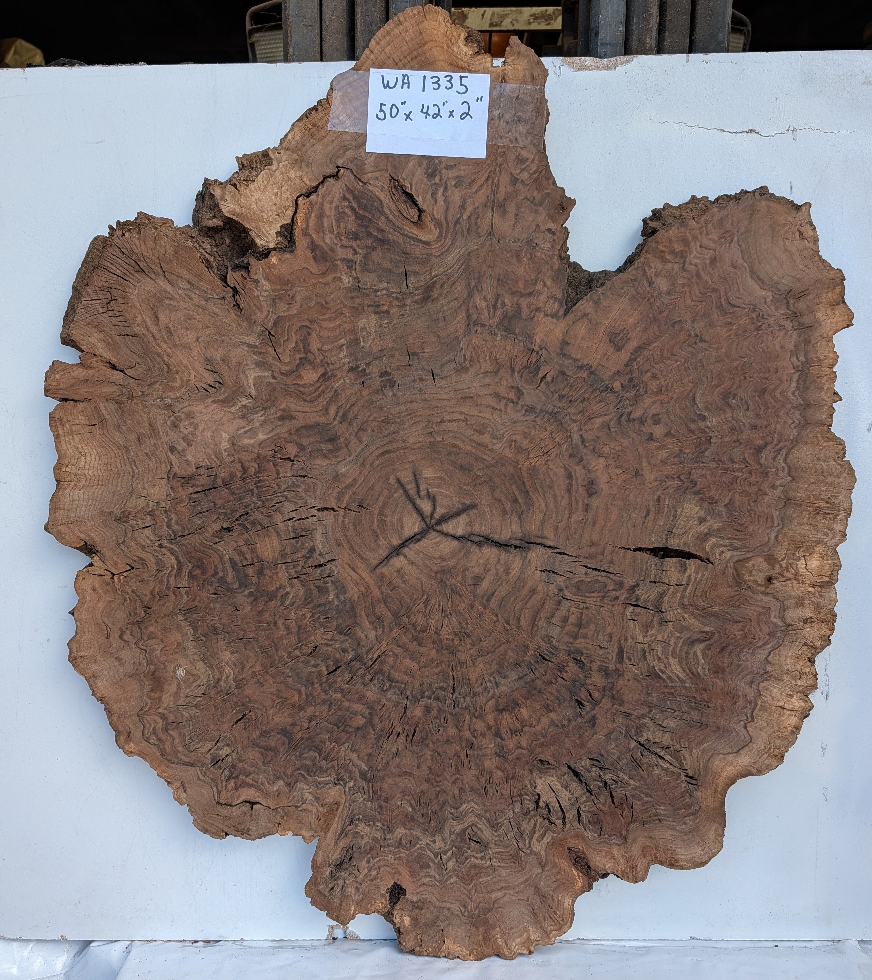 Claro Walnut WA1335