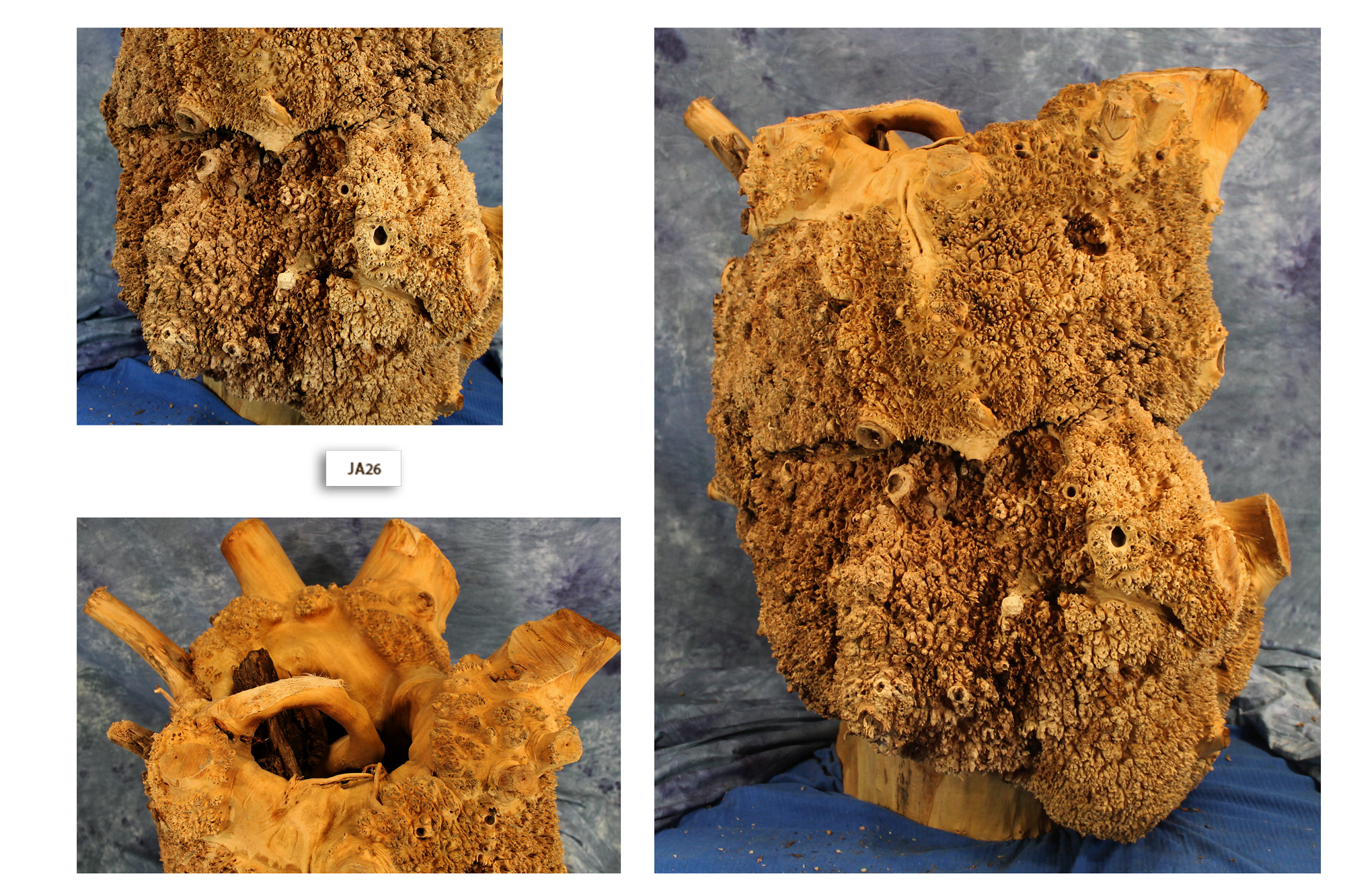 Maple Wood Burl Base JA26