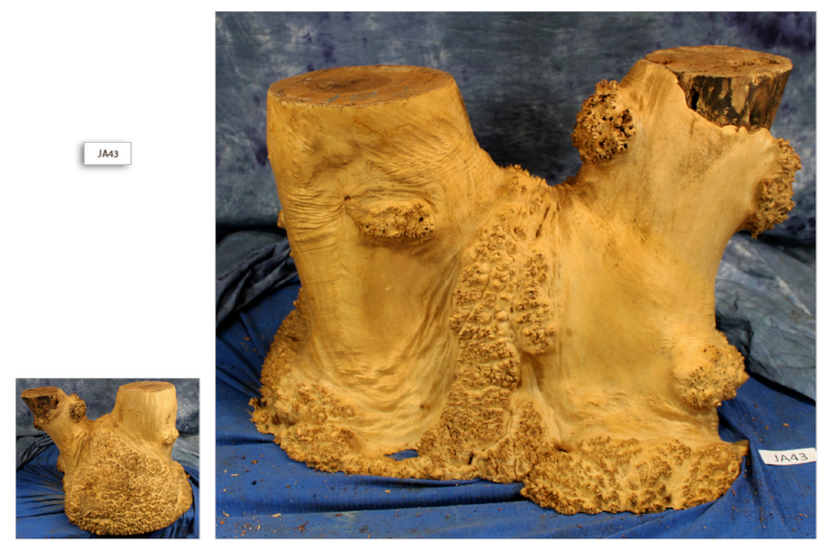 Maple Burl Wood Table Base JA43