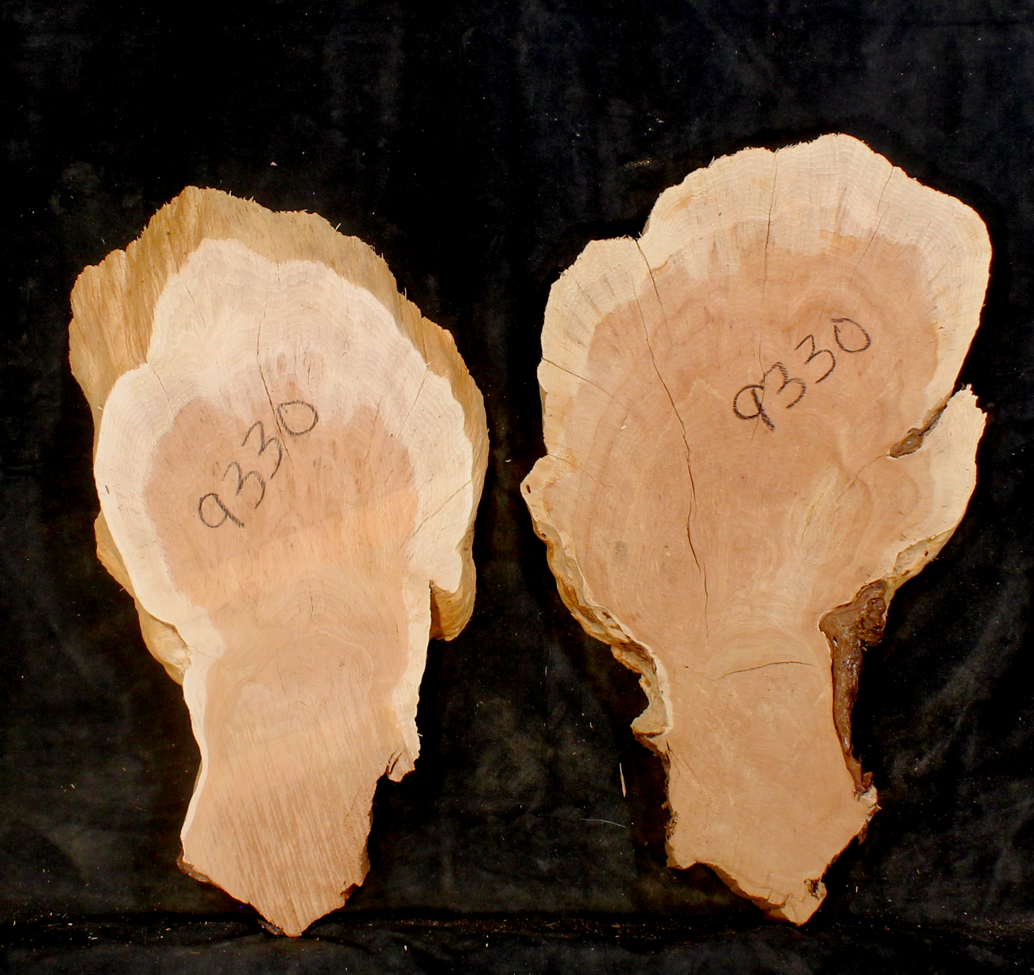 Oregon Juniper Slabs for Resin Wall Art or Small Tables (JU9330