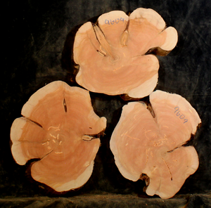 Oregon Juniper for Resin Art or Small Tables (JU9609)