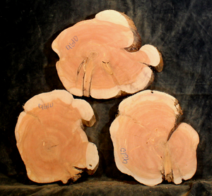 Oregon Juniper for Resin Art or Small Tables (JU9610)