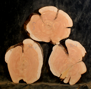 Oregon Juniper for Resin Art or Small Tables (JU9613)