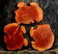 Juniper Slabs for Resin Art