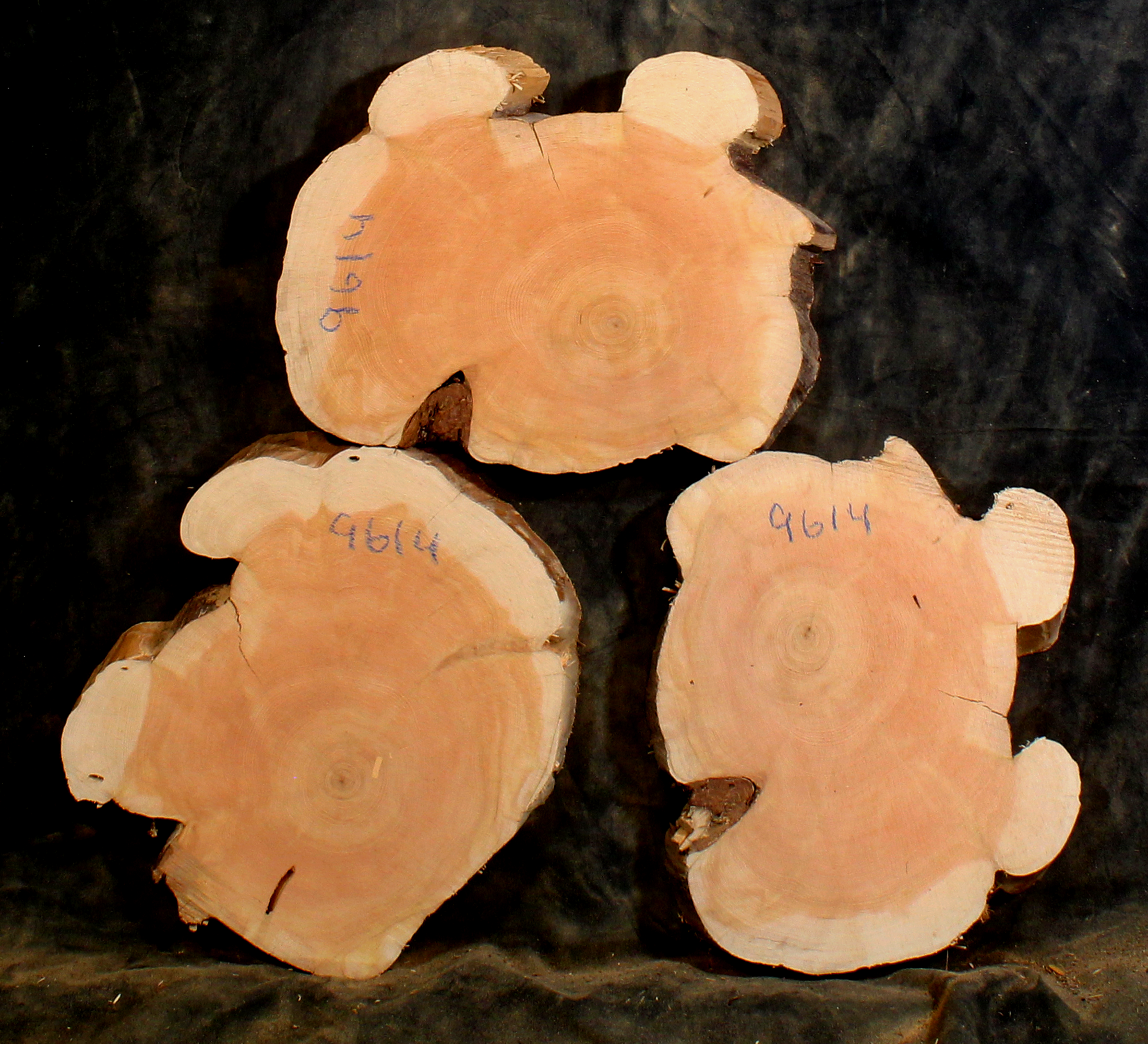 Oregon Juniper for Resin Art or Small Tables (JU9614)