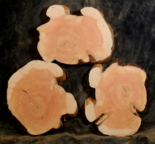 Oregon Juniper for Resin Art or Small Tables (JU9614)