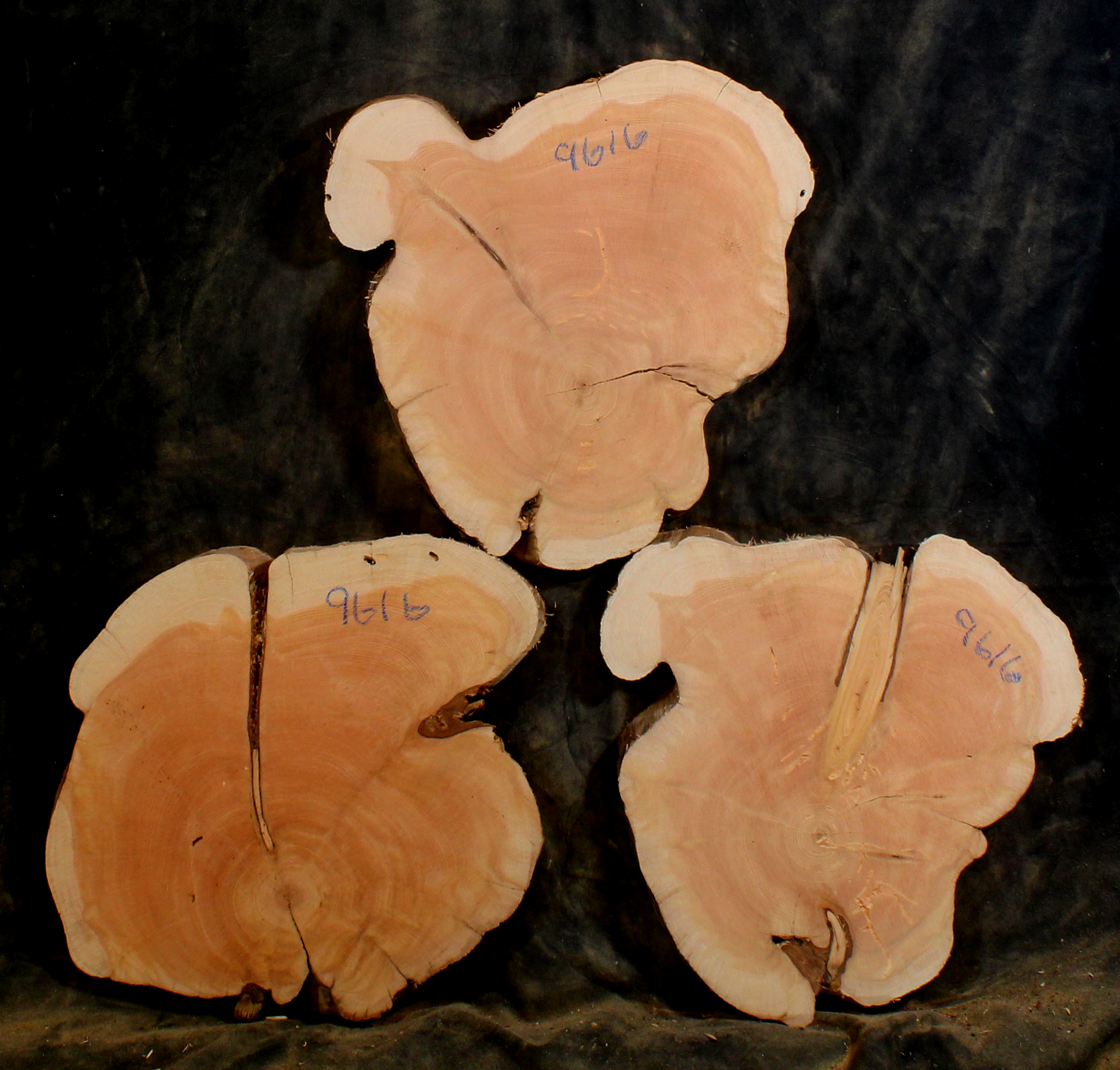 Oregon Juniper for Resin Art or Small Tables (JU9616)