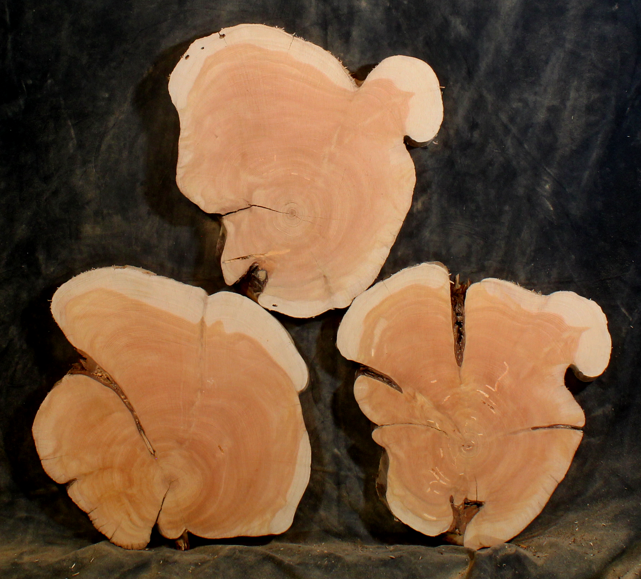 Oregon Juniper for Resin Art or Small Tables (JU9616)