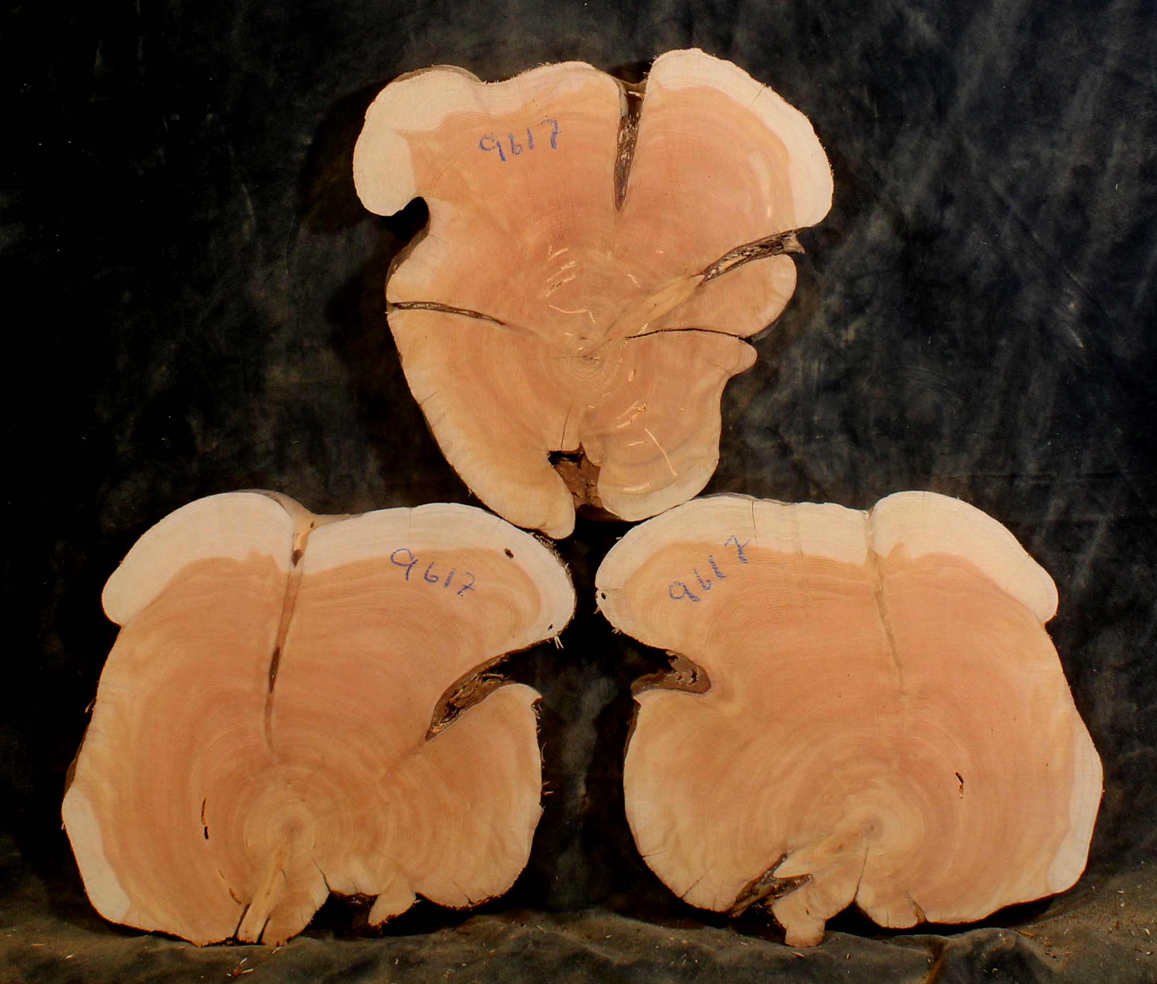 Oregon Juniper for Resin Art or Small Tables (JU9617)