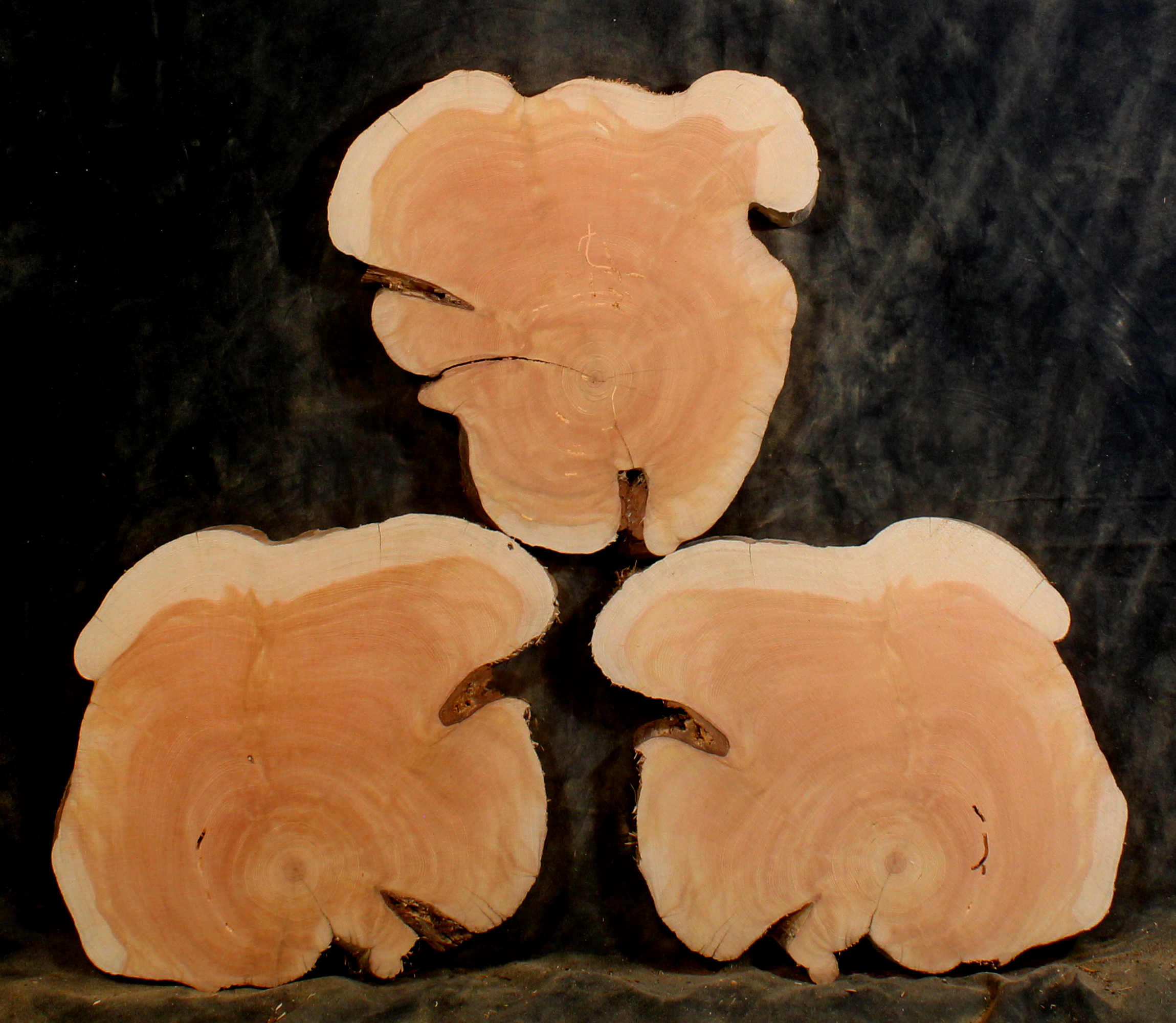 Oregon Juniper for Resin Art or Small Tables (JU9617)