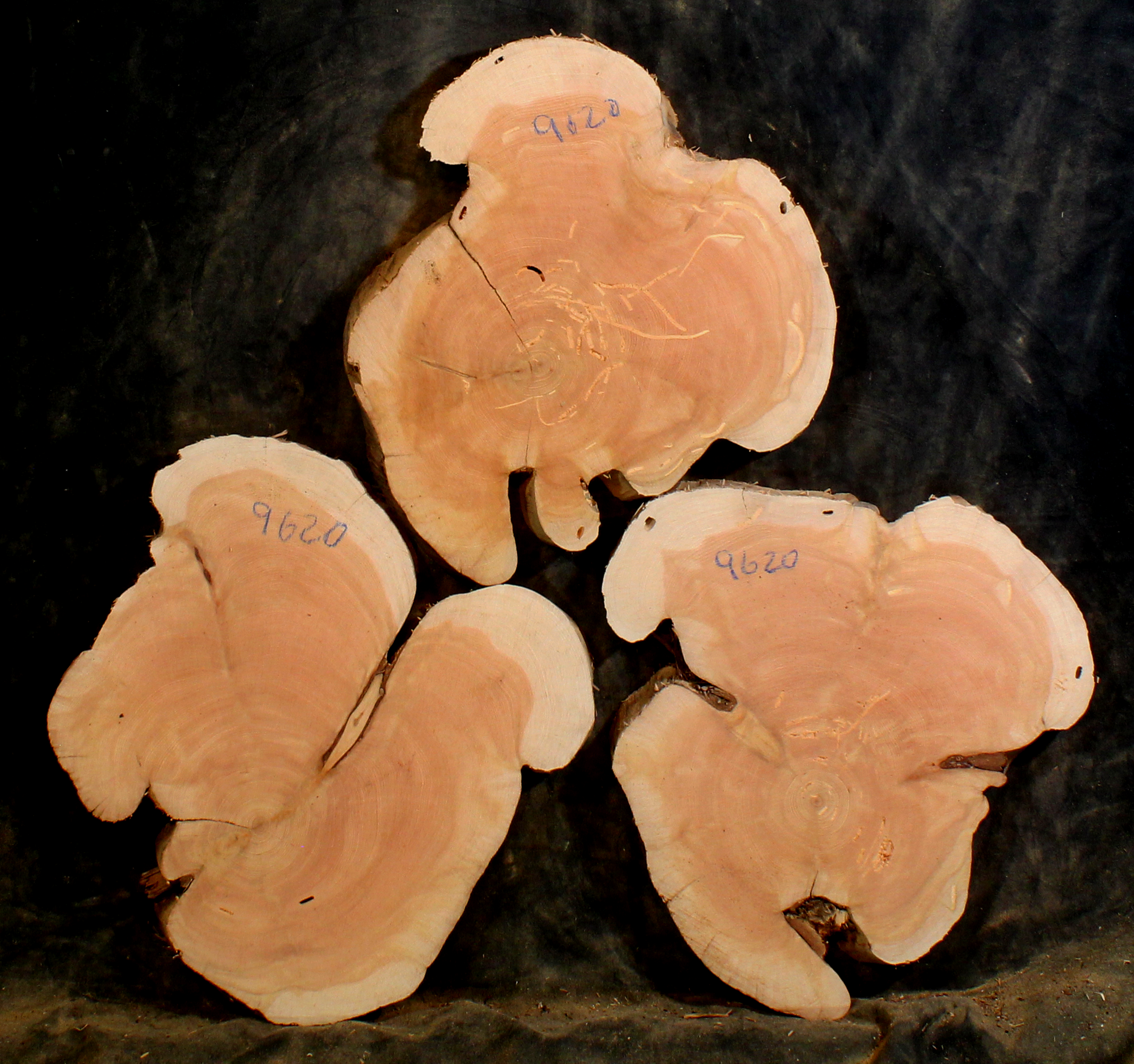 Oregon Juniper for Resin Art or Small Tables (JU9620)