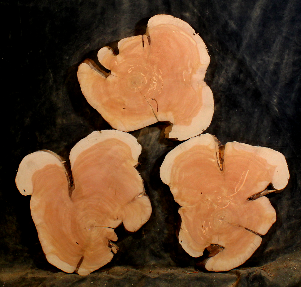 Oregon Juniper for Resin Art or Small Tables (JU9620)