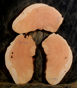 Oregon Juniper for Resin Art or Small Tables (JU9622)