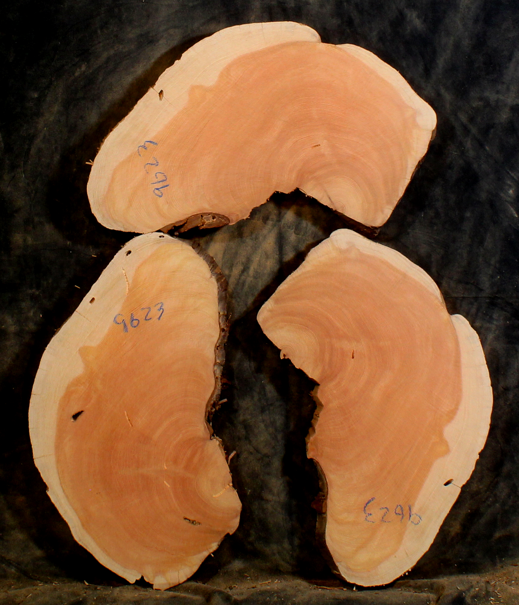 Oregon Juniper for Resin Art or Small Tables (JU9623)