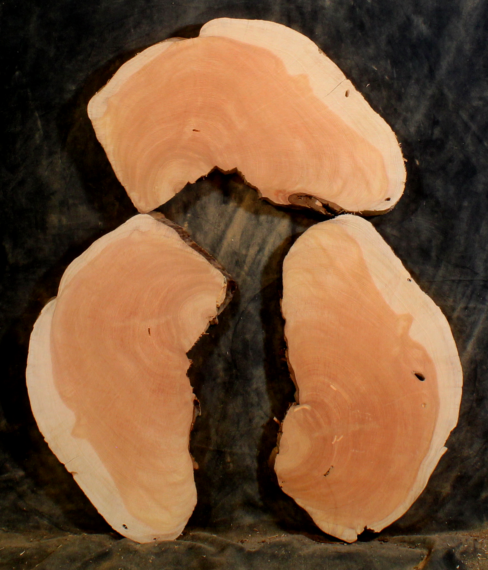 Oregon Juniper for Resin Art or Small Tables (JU9623)