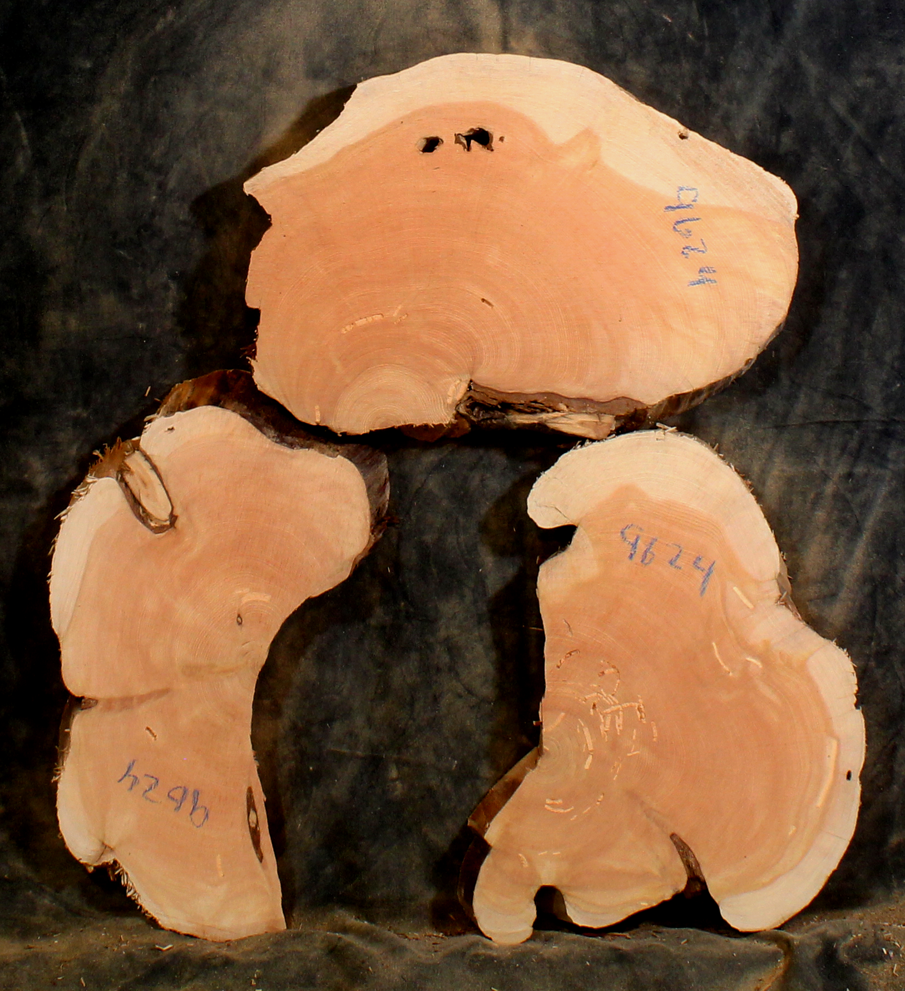 Oregon Juniper for Resin Art or Small Tables (JU9624)