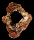 Maple Burl Slab