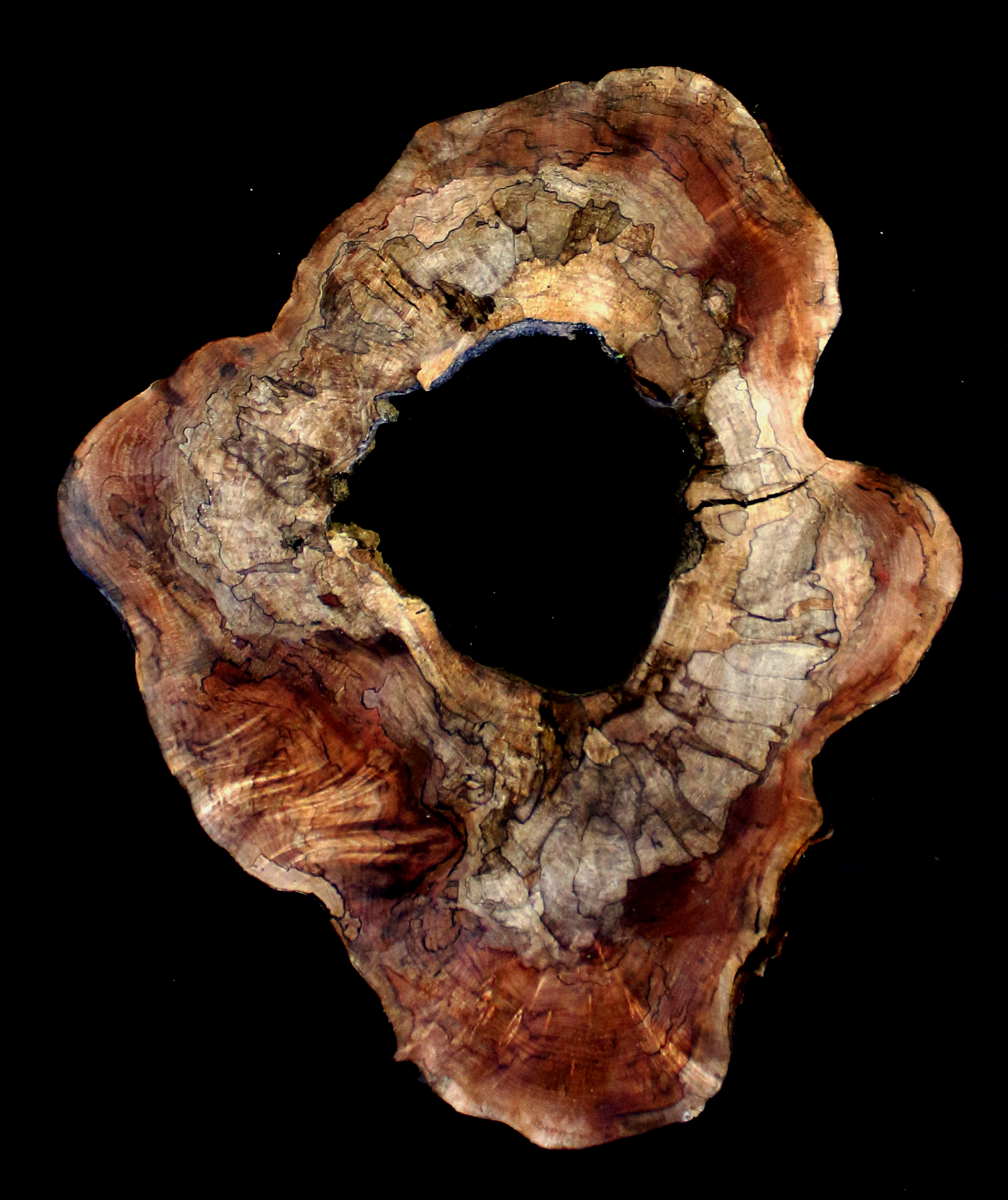 Maple Burl Slab (MA6112)