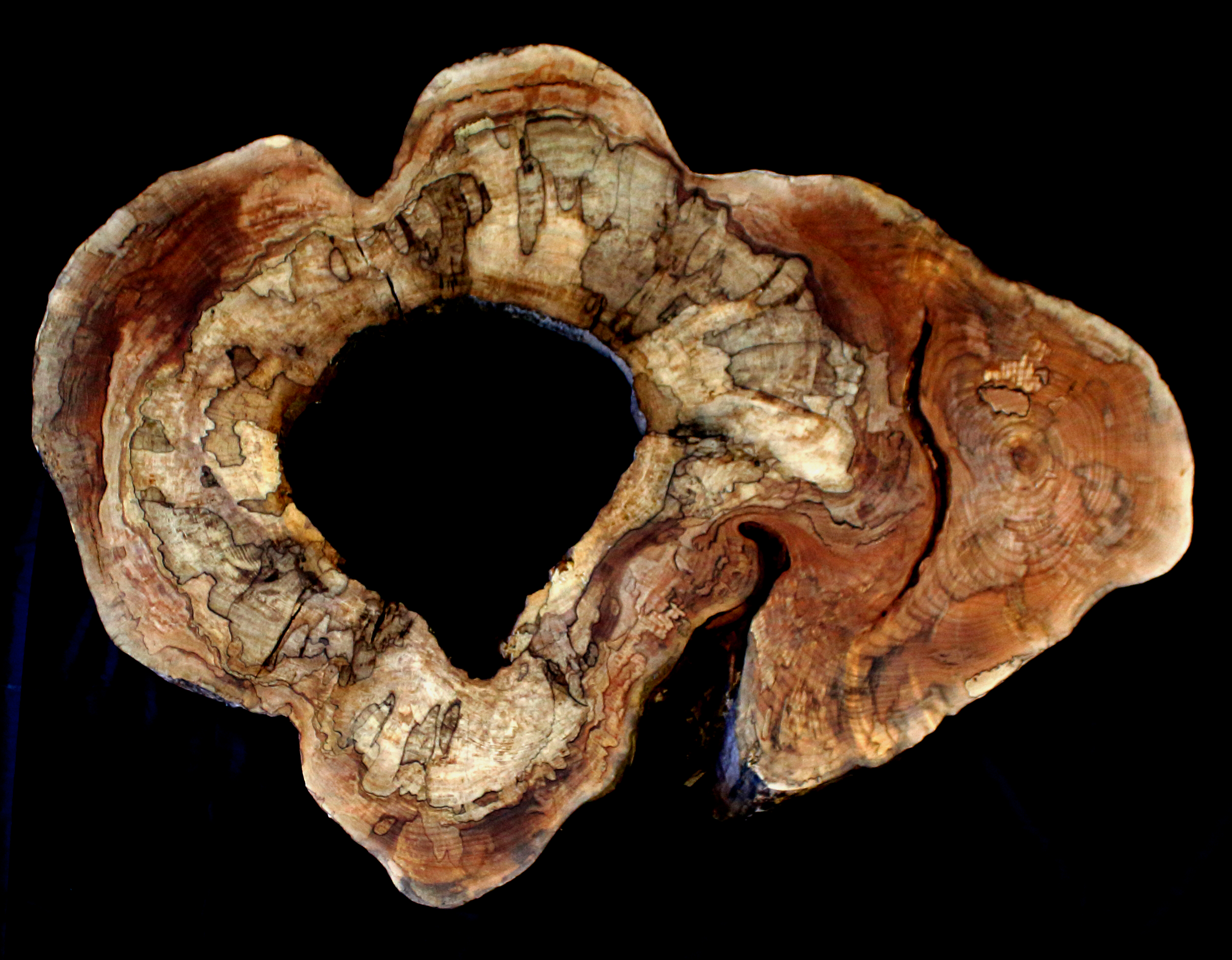 Maple Burl Slab (MA6127)