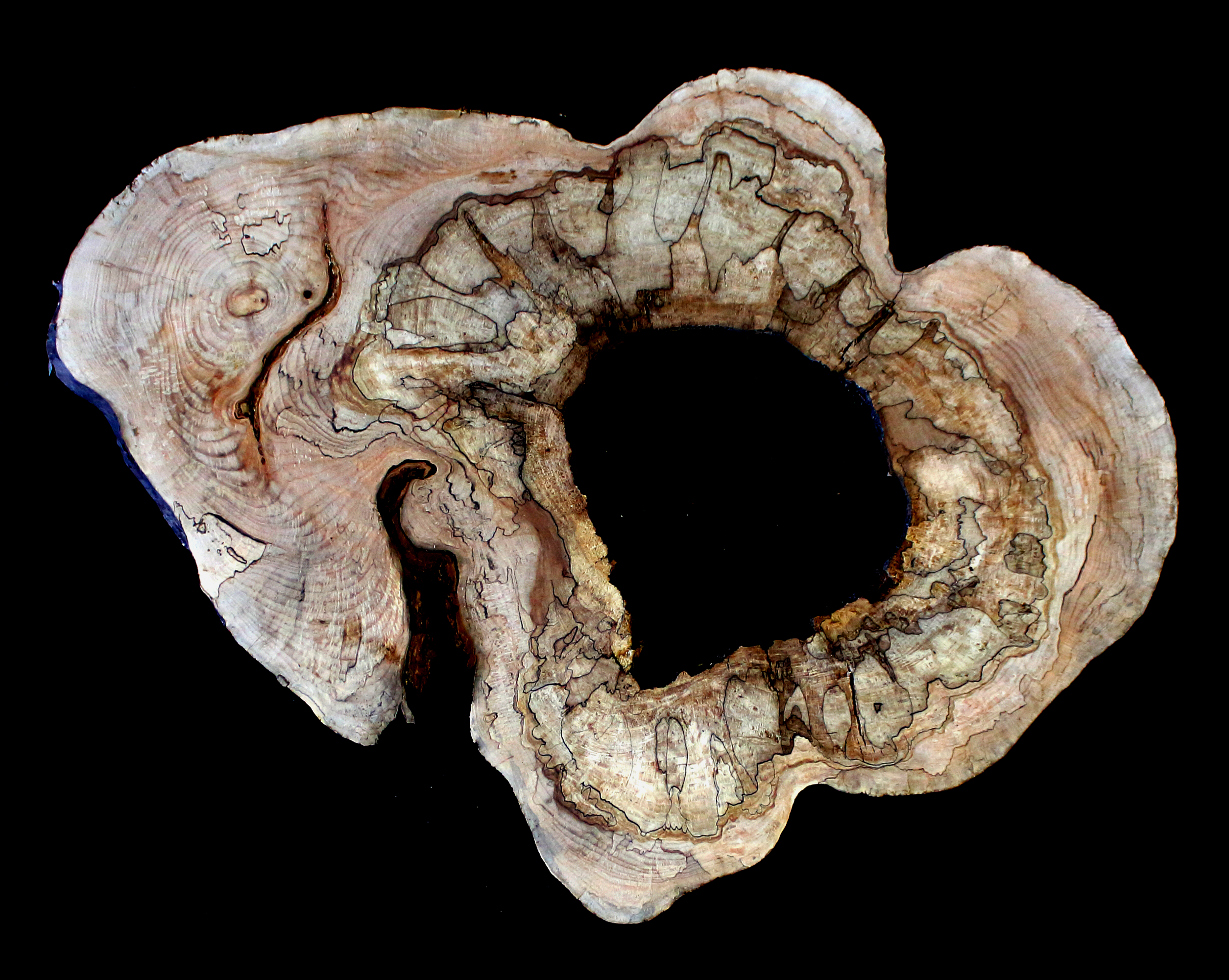 Maple Burl Slab (MA6127)