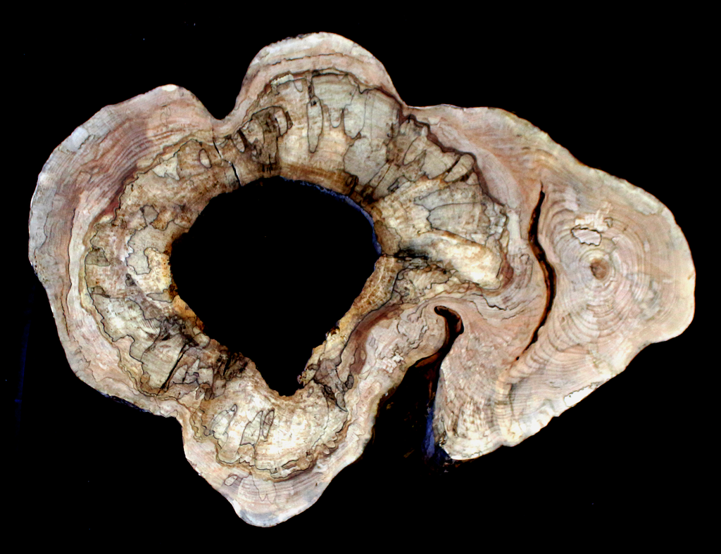 Maple Burl Slab (MA6127)