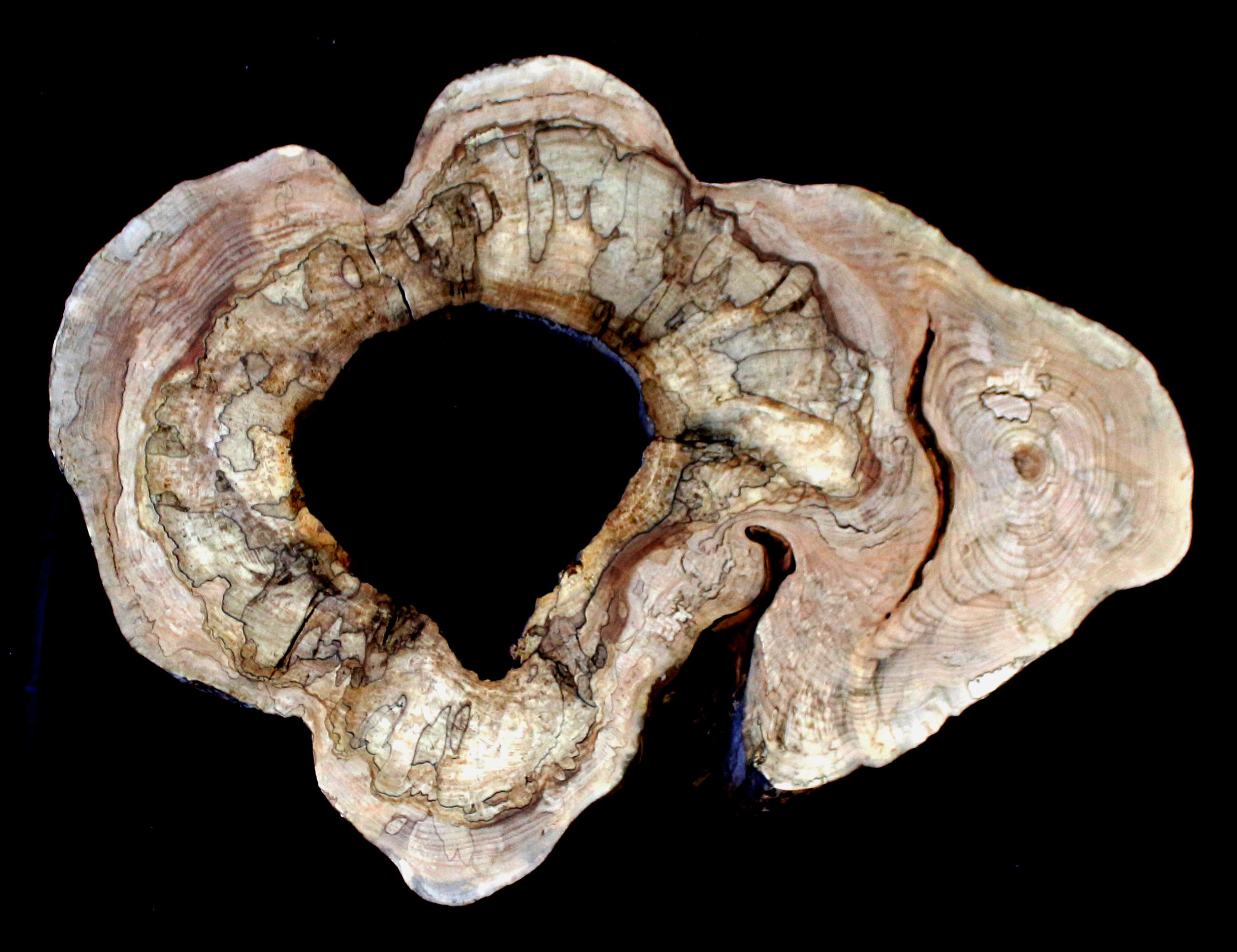 Maple Burl Slab (MA6127)