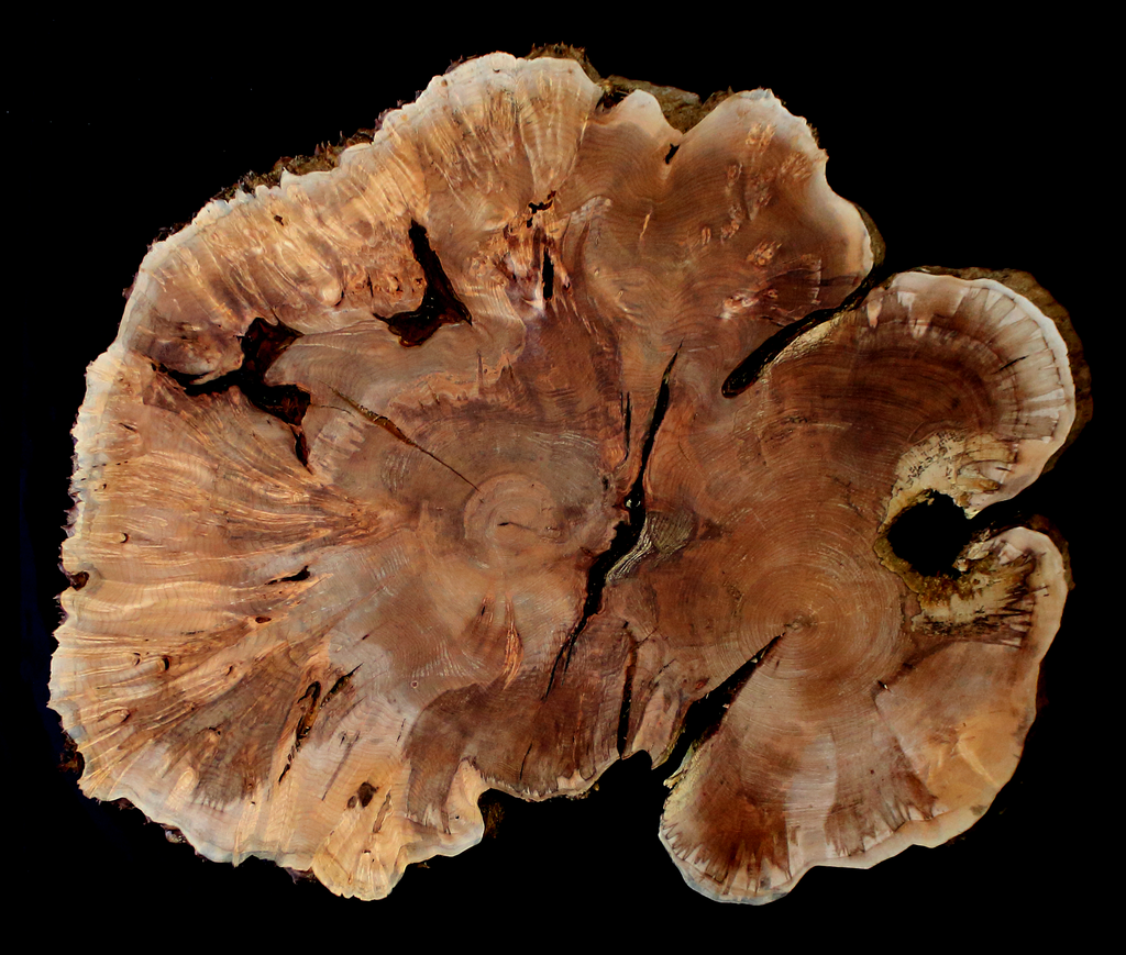 Maple Burl Slab