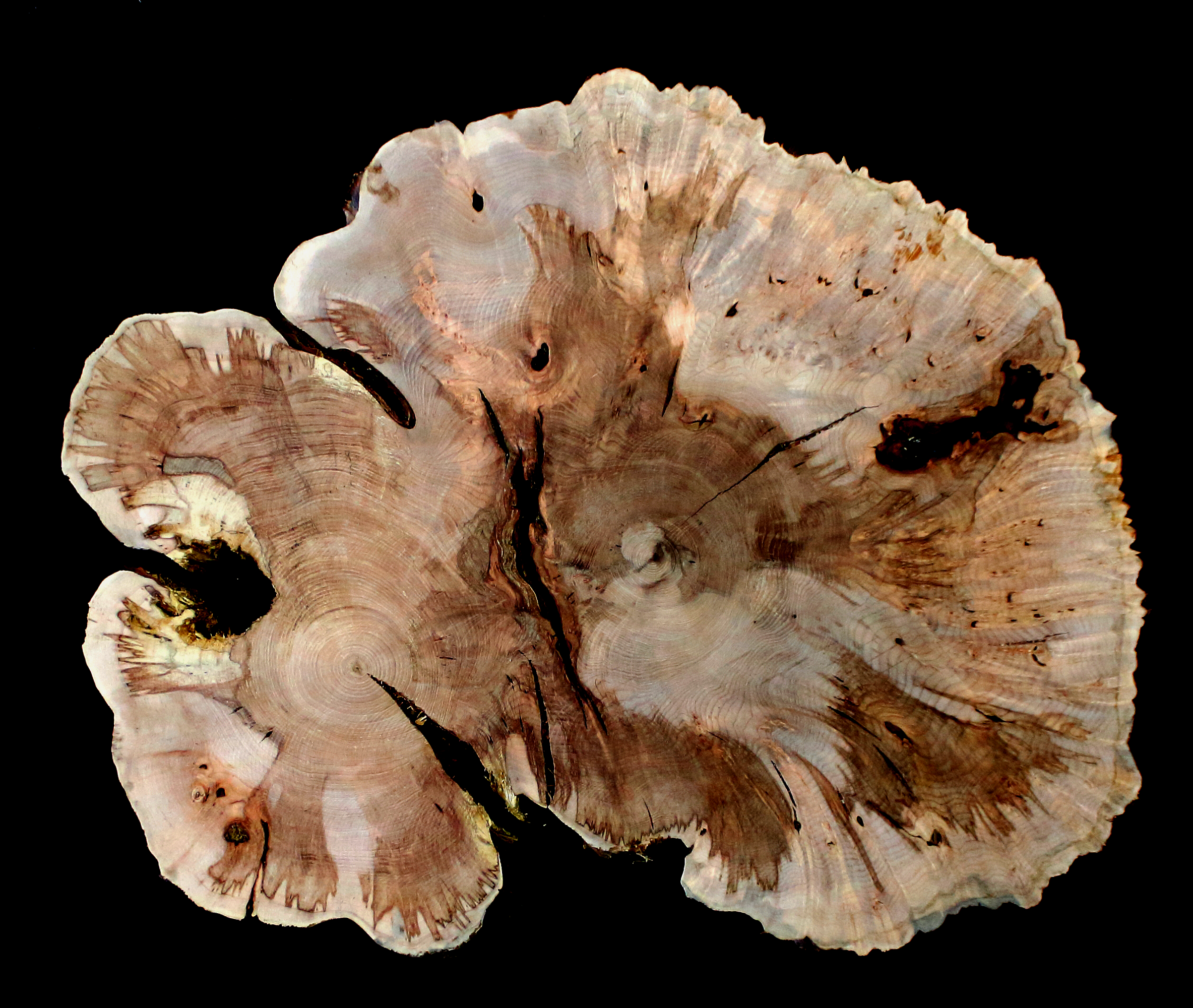 Maple Burl Slab (MA6131)