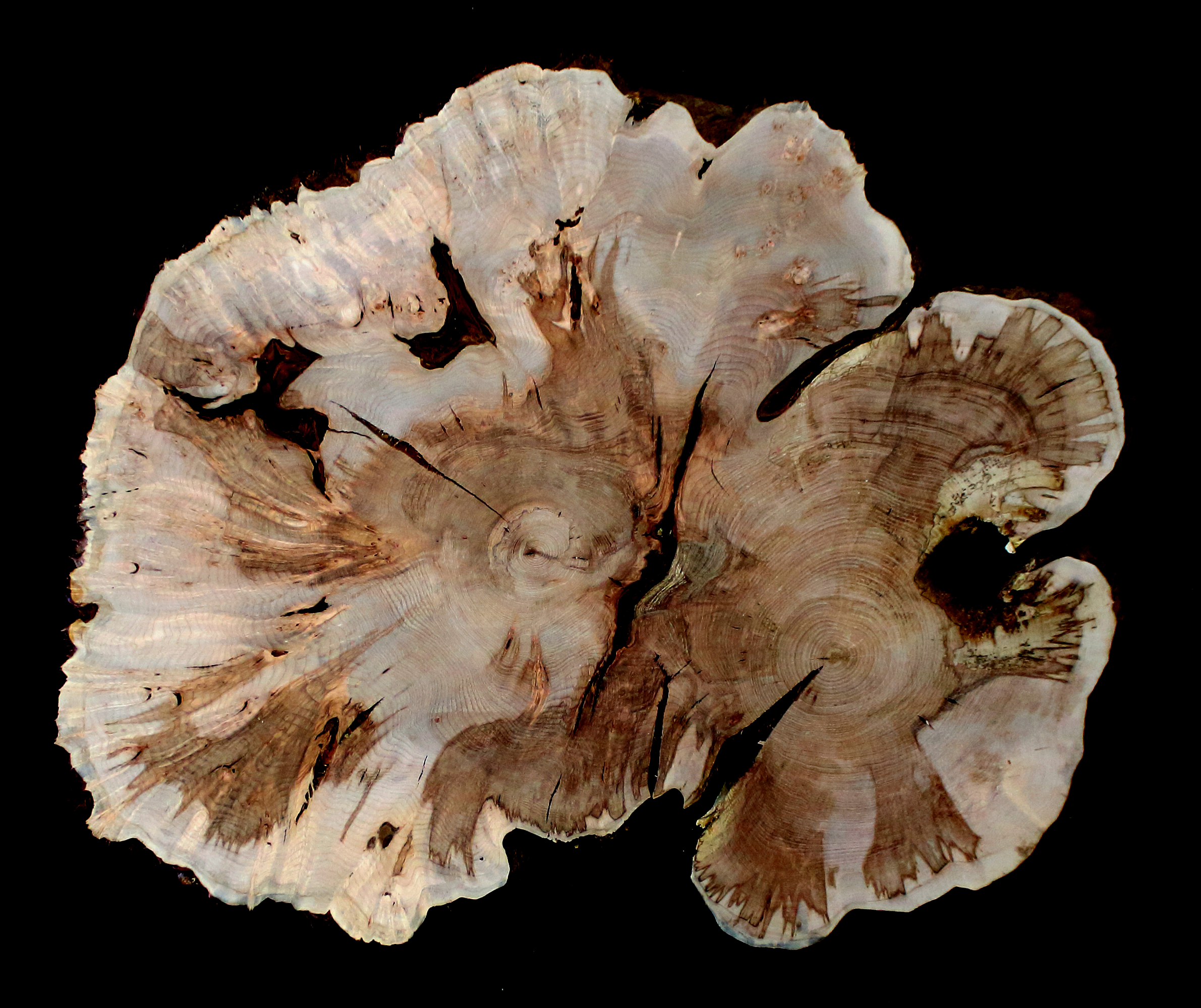 Maple Burl Slab (MA6131)