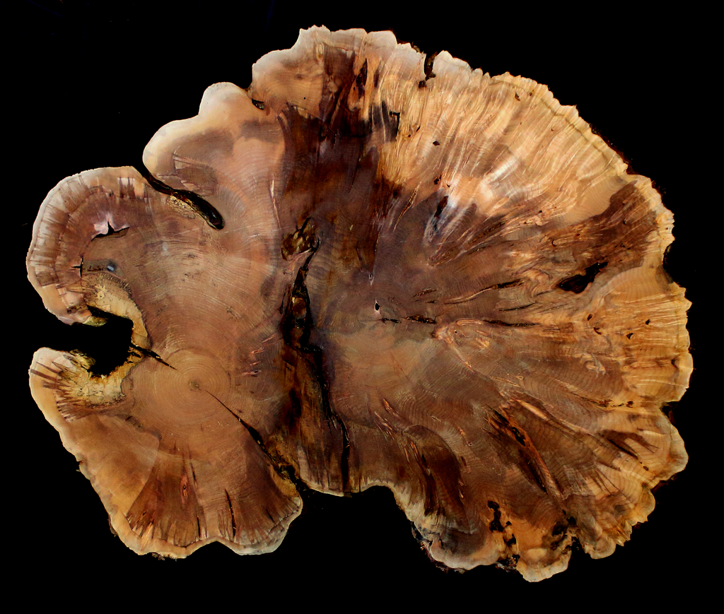 Maple Burl Slab