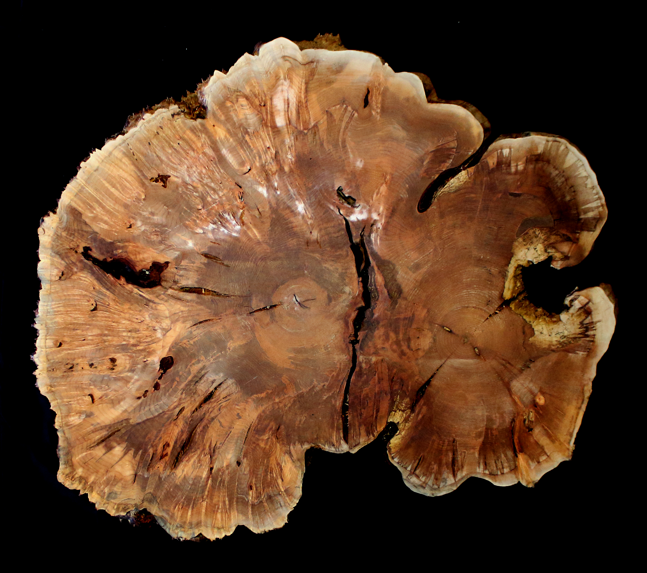 Maple Burl Slab (MA6135)