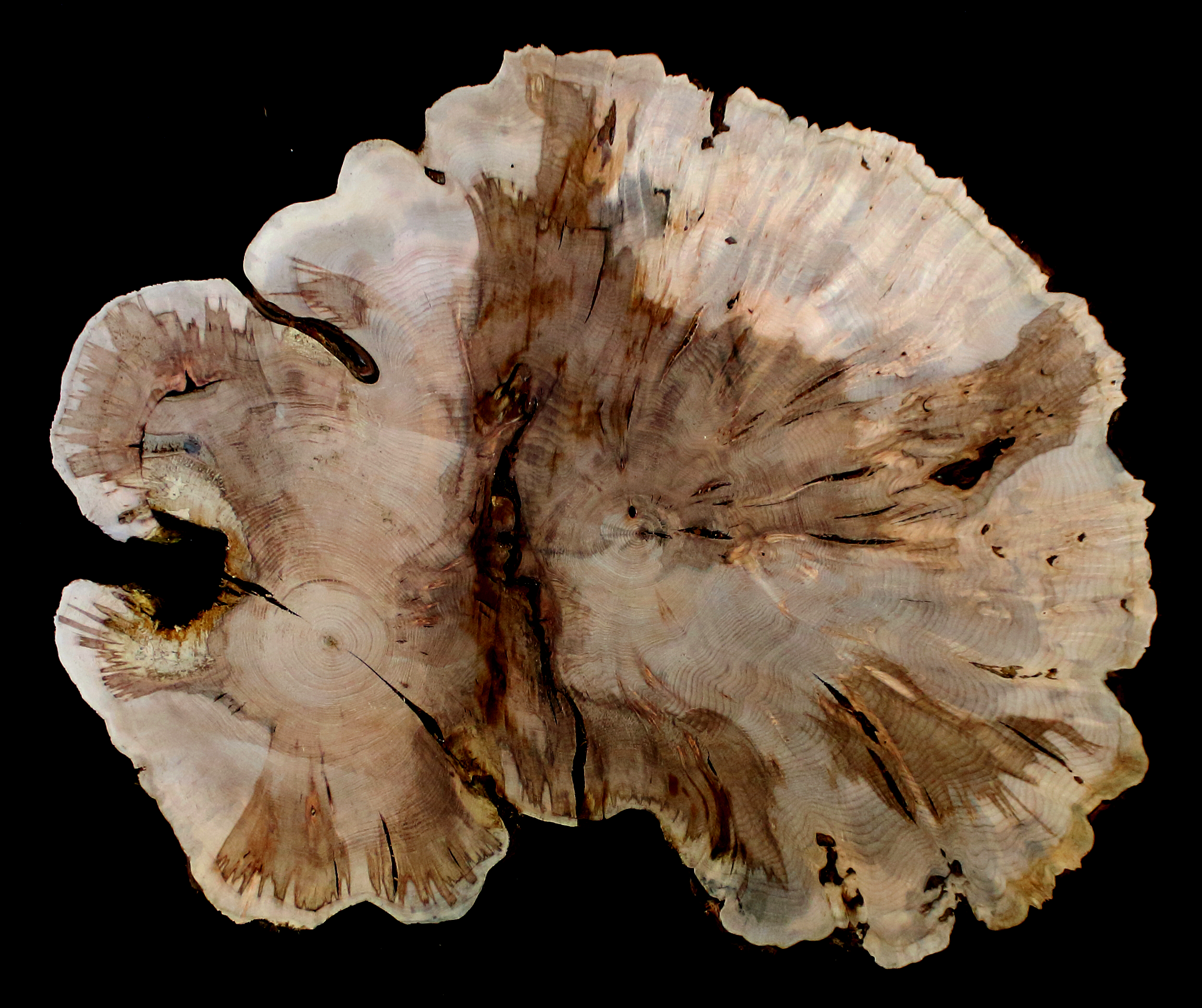 Maple Burl Slab (MA6135)