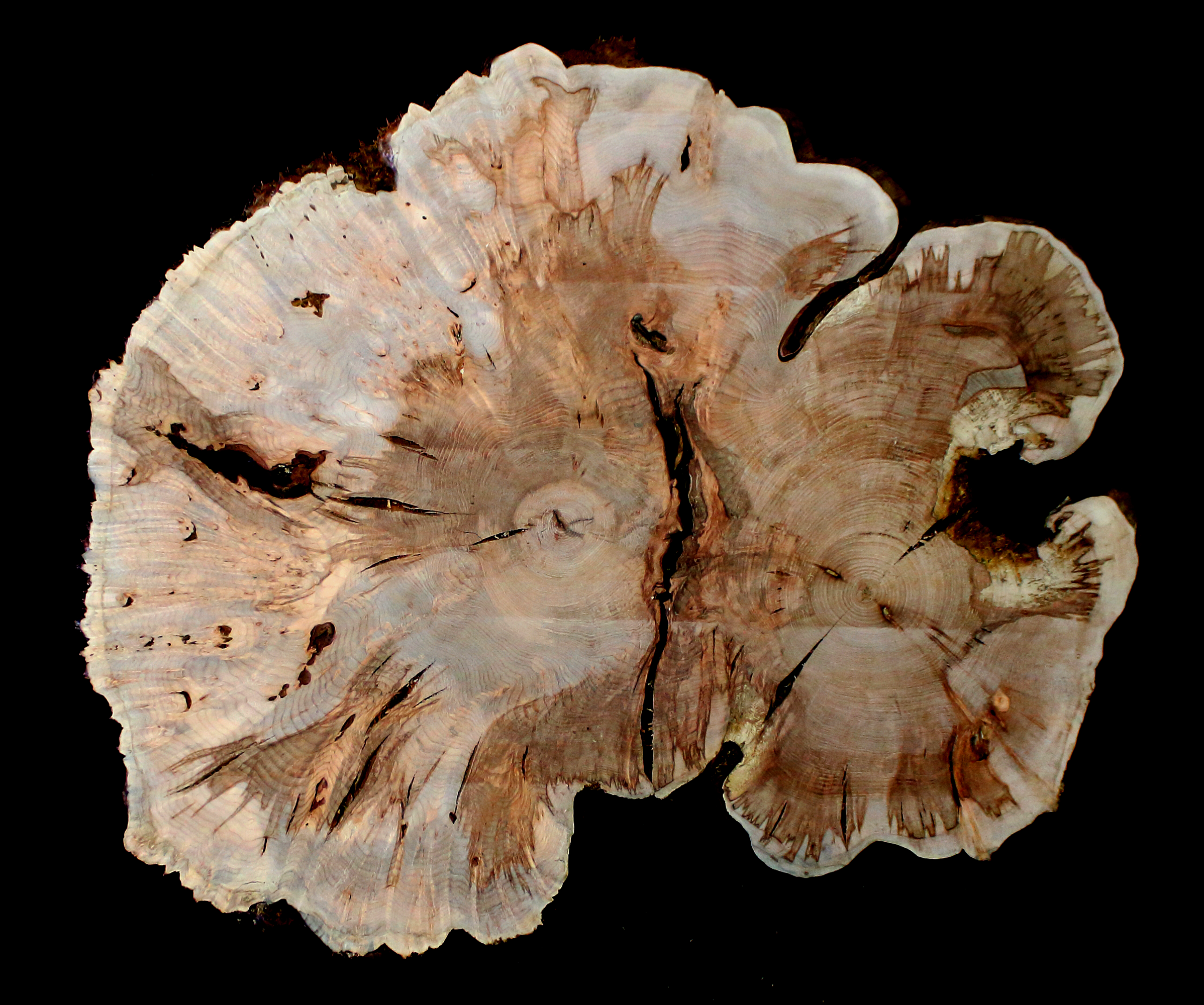 Maple Burl Slab (MA6135)