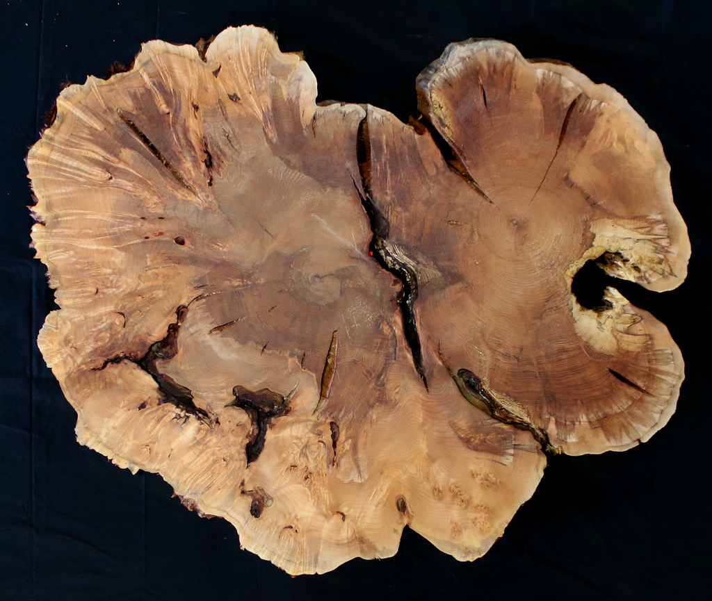 Maple Burl Slab