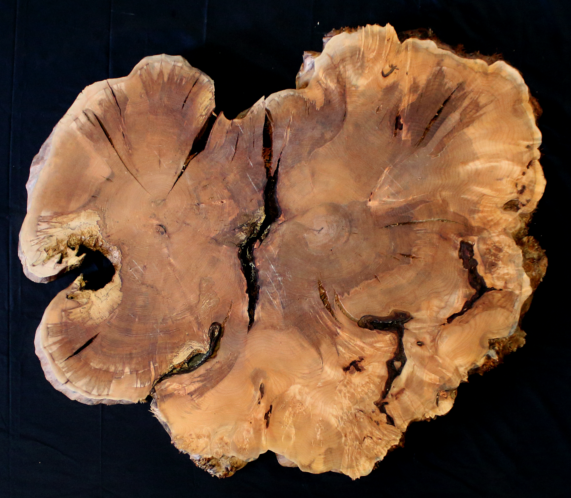 Maple Burl Slab (MA6141)