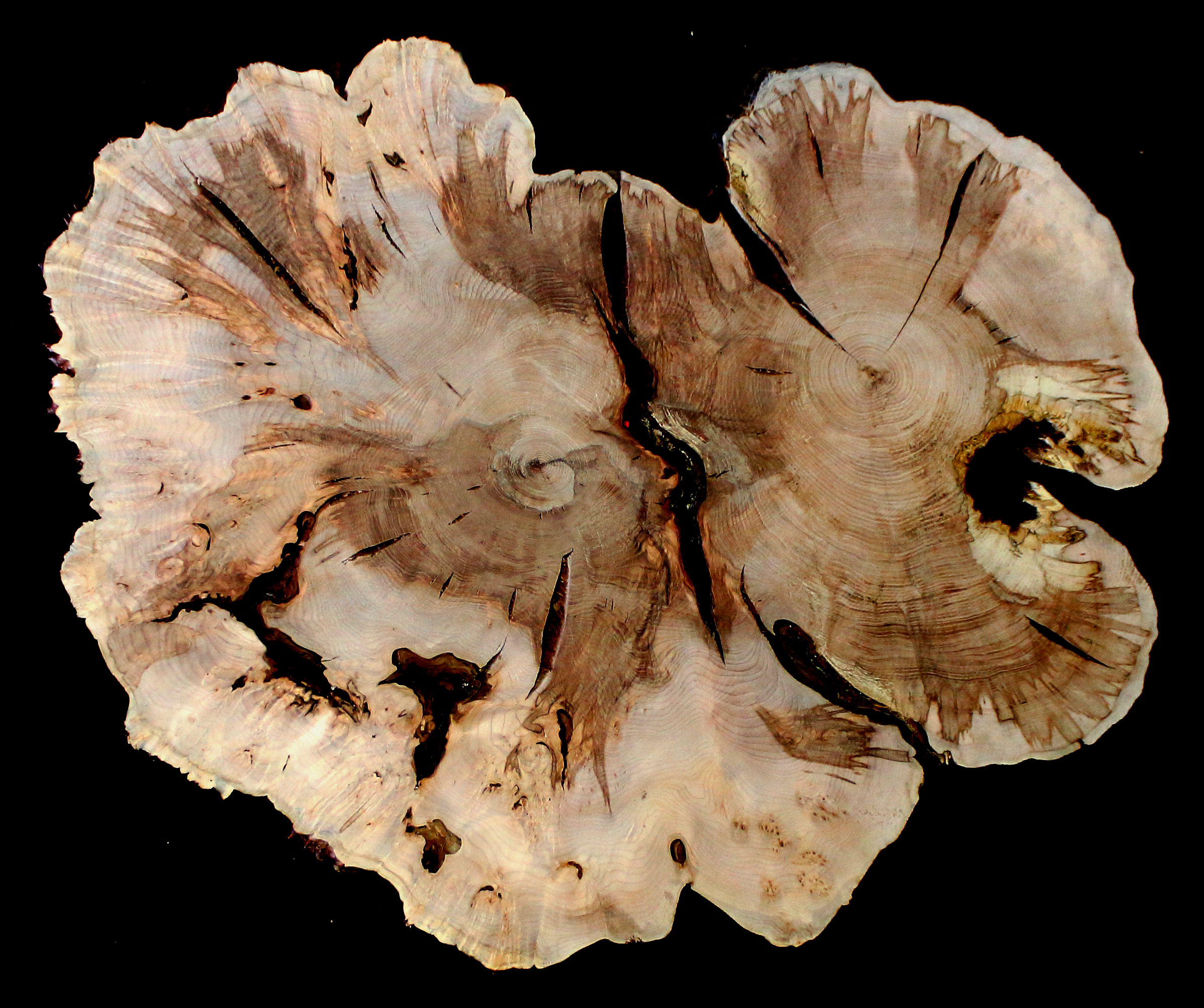 Maple Burl Slab (MA6141)